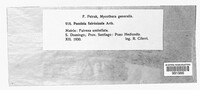 Puccinia fuirenicola image